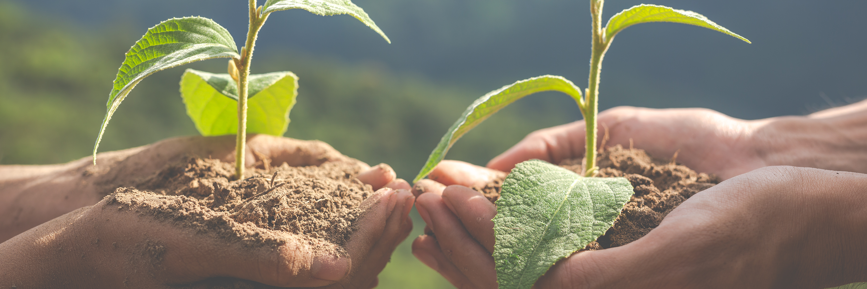Support Sustainable Agriculture: Your Choices Matter! - Imeco India