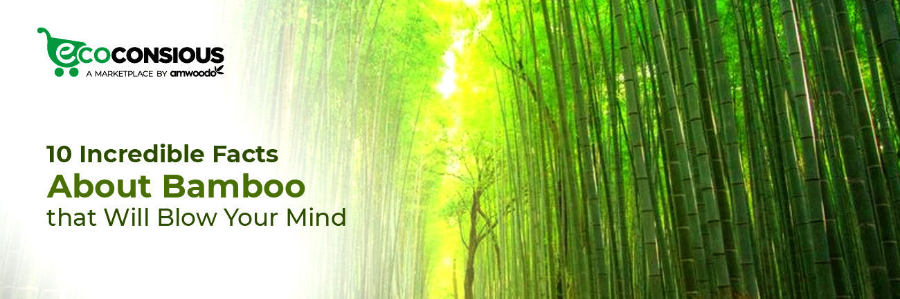 10 Surprising Facts About Bamboo Products You Probably Didn’t Know - Imeco India